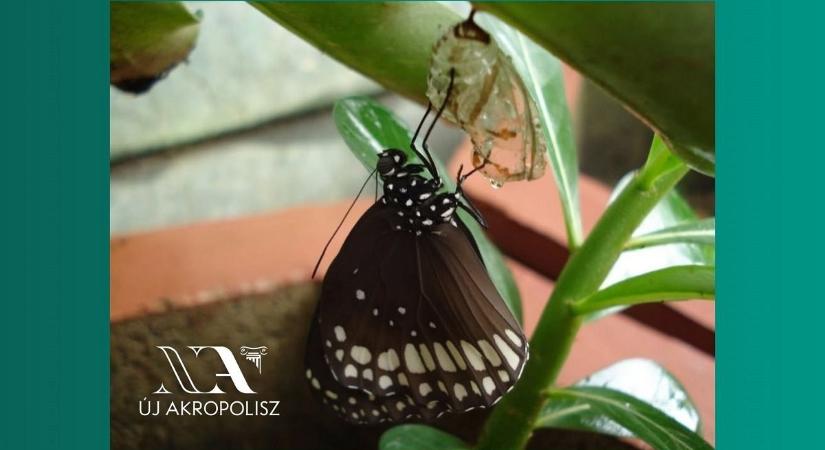 Változz önmagaddá, sztoikus praktikák segítségével Győrben