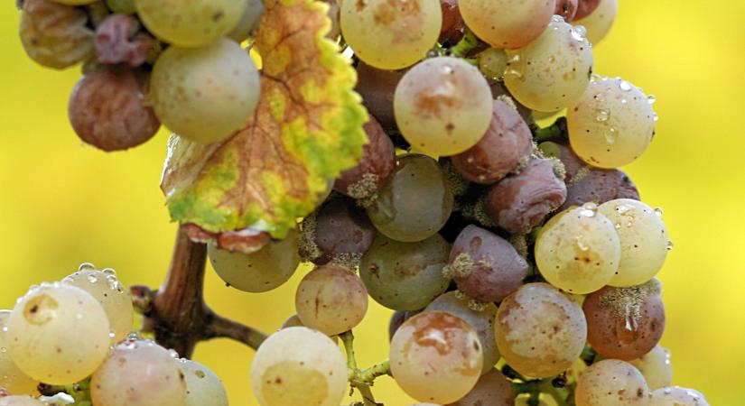 Így védekezhetünk a Botrytis cinerea ellen