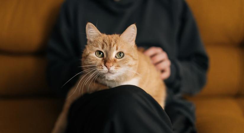 Elmagányosodó társadalmunkban egyre fontosabb szerepet kapnak a macskák