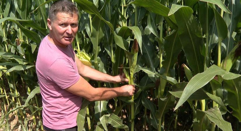 A hollók juhokat is öltek, kányák lepik el a zalai vetéseket, a gazdák tehetetlenek: kár, kár