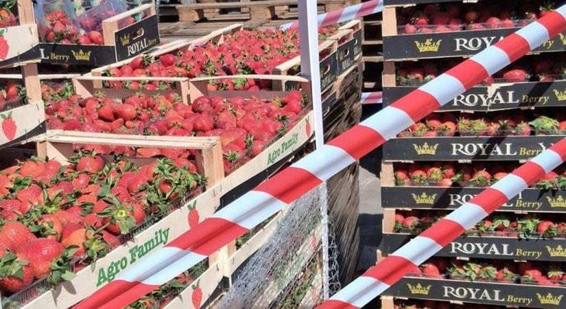 Baj készült Soroksáron, tonnaszám semmisítették meg a szamócát és az áfonyát
