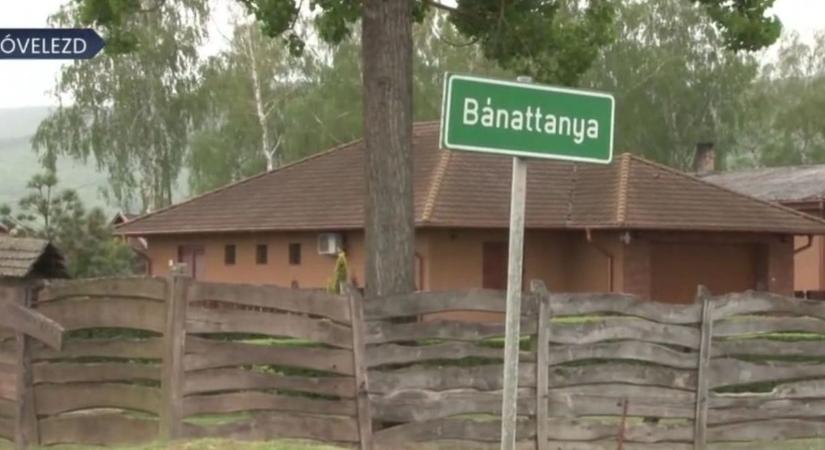 Borját védte az anyatehén, kis híján tragédia lett a vége