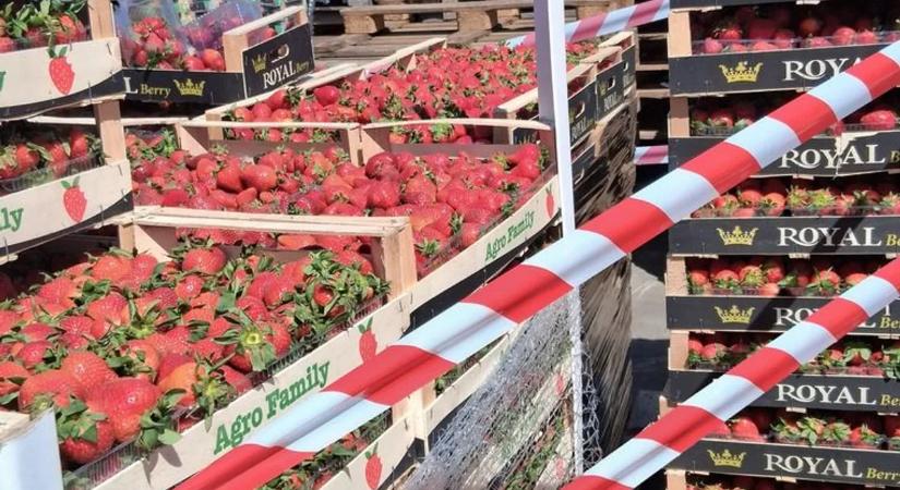 Penészes és romlott termések – illegális gyümölcsárusokat kapcsolt le az NKFH