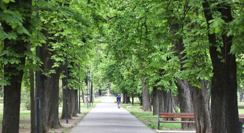 Éjszakai növényvédelmi munkák zajlanak Miskolcon - ezt érdemes tudni