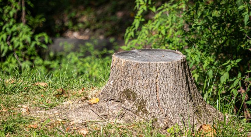 Nem hittek a szemüknek a derekegyháziak, amikor meglátták, mi nőtt ki a fatörzsből