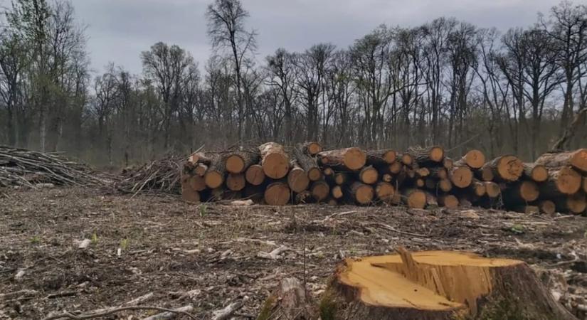 Gajdos László azonnali hatállyal leállítja a védett erdők kitermelését