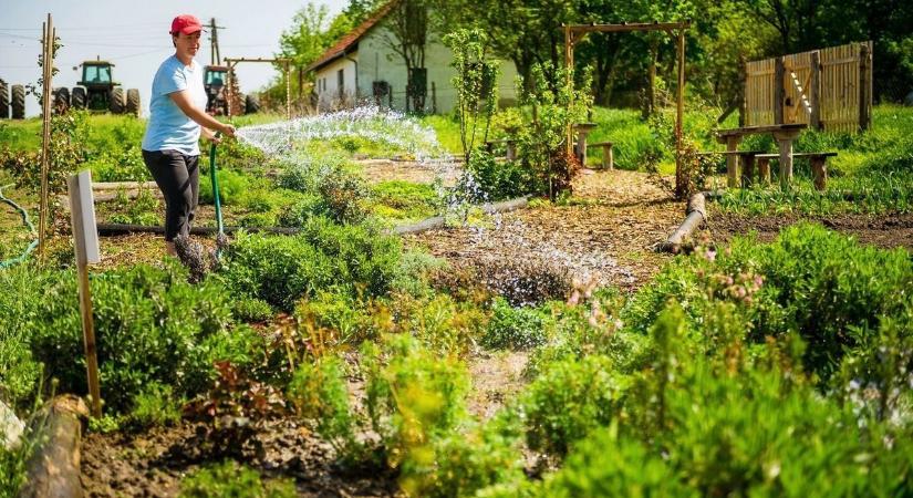A rutinos kertészek ezzel a módszerrel védekeznek a szárazság ellen, rengeteg vizet lehet spórolni