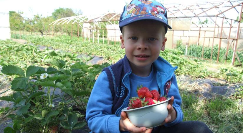 4000 forintért is viszik: ezért választják sokan a magyar szamócát az import helyett