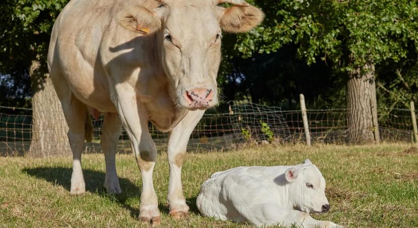 Kis híján embert ölt a borját védő anyatehén Borsodban
