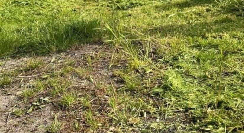 A frissen vágott fű illata vezette nyomra a rendőröket: bukta lett a halmaji kertészkedés vége