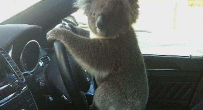 Koala okozott káoszt és tömegkarambolt