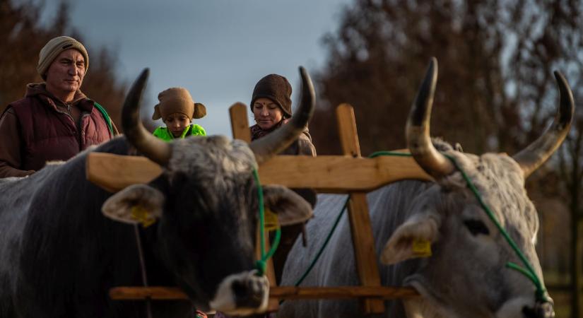 Krisna-völgy: ahol az együttérzés és a fenntarthatóság kéz a kézben jár