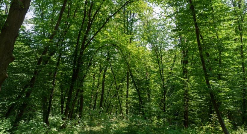 Leállítják a védett erdők kitermelését