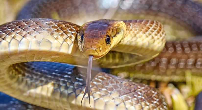 Kígyók borzolják a kedélyeket Pécsett: egyre gyakrabban bukkannak fel a városban