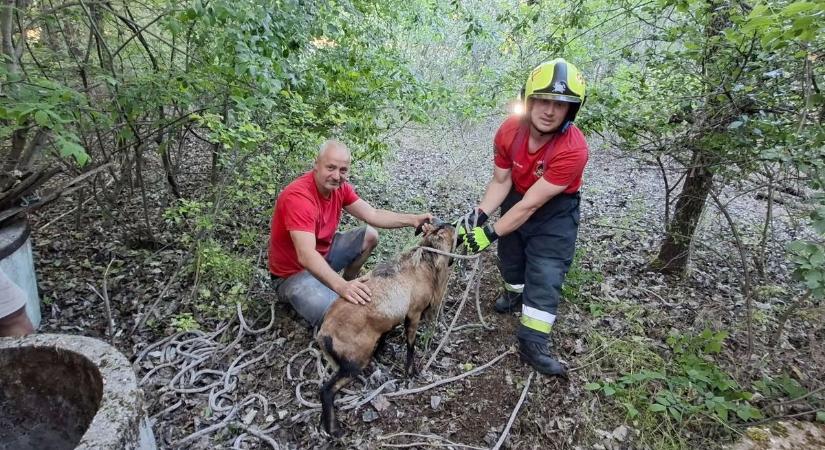 Akcióban a „juhmentő kommandó”: videón a kútba esett négylábú hősies kiszabadítása