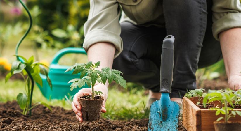 Valószínűleg nem tudtad, de így végzed ki a növényeidet a szakértők szerint