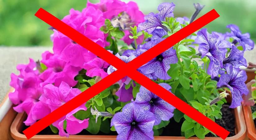 Vége a petúnia-korszaknak? Ez a növény nálam az év 365 napján virágzik