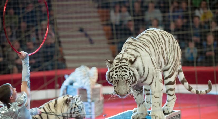 Kitiltják az egzotikus vadállatokat a magyar cirkuszokból – de hogyan hat ez majd a társulatokra?