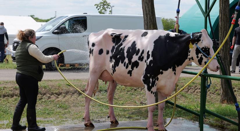 Három napig Vásárhely lesz az agrárium központja