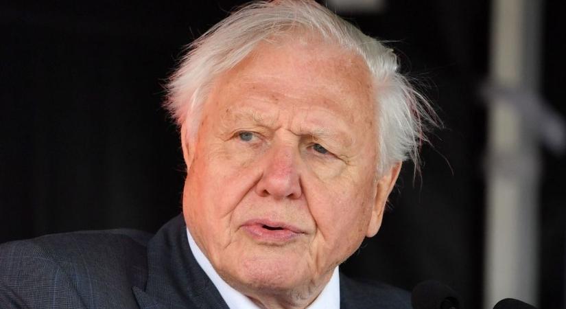 Ezért olyan pótolhatatlan David Attenborough