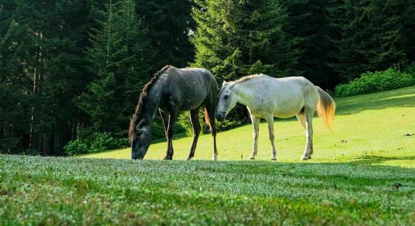 Városnézésre indultak a szökött lovak Somogy vármegyében – fotón a két kóborló