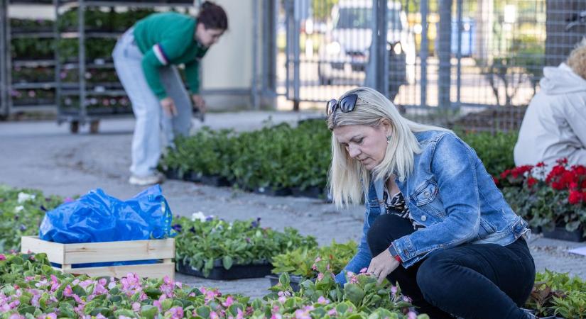 Elindult a virágosztás: több ezer pályázat érkezett a Virágos Székesfehérvár programba (galéria)