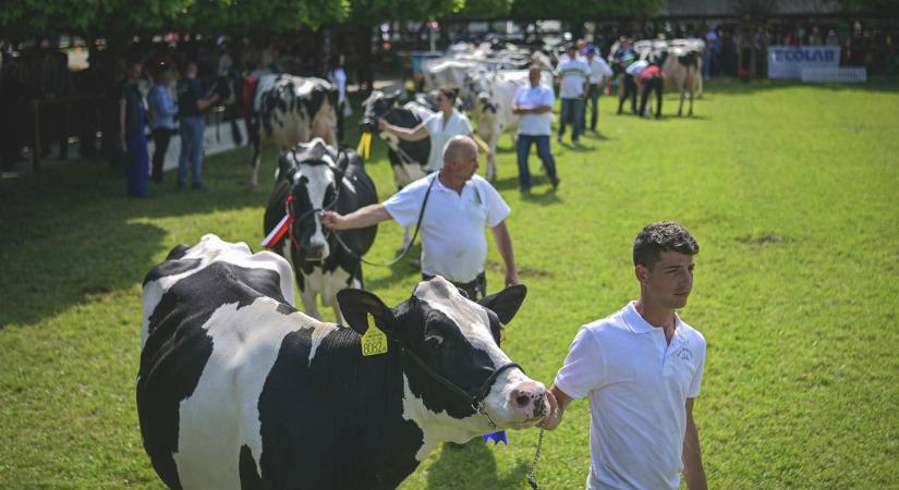 Hatalmas tömeget várnak az állattenyésztési és mezőgazda napokra, a parkolás sem lesz egyszerű