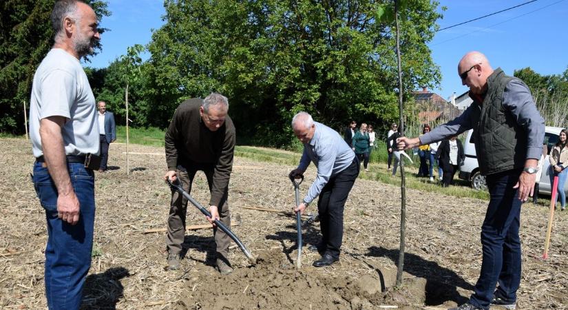 Meglepő helyre ültettek fákat a zalai városban