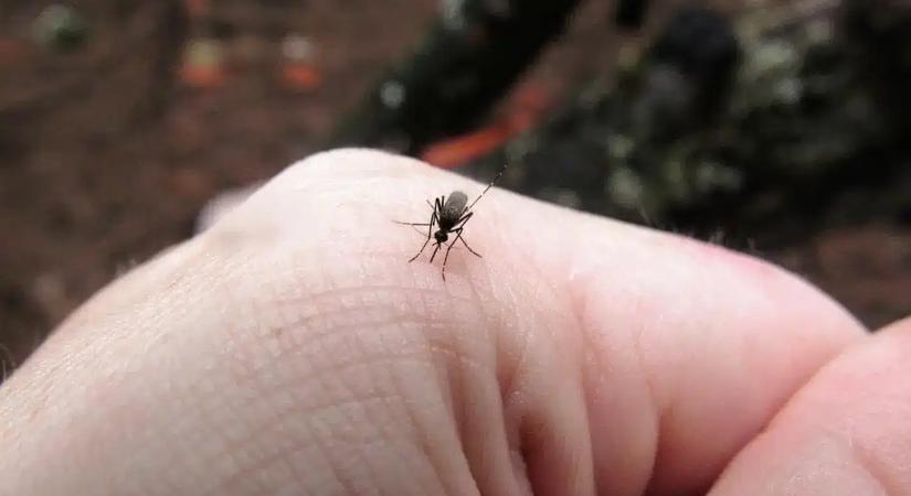 Már most mentsd el nyárra! A szúnyogok messziről kerülni fogják azokat, akik ezt eszik nyáron