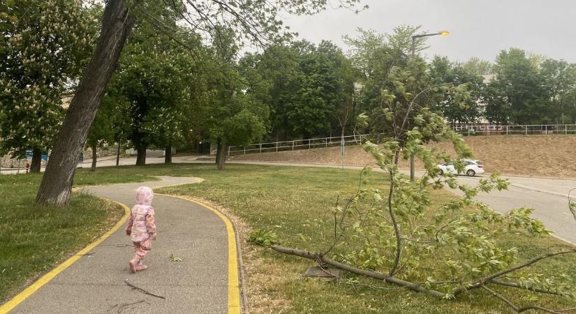 Nem kímélte a vihar Veszprémet: faágak törtek le a széllökések miatt (galéria)
