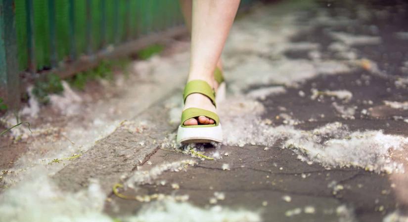 Késő tavaszi sétáink bosszantó kísérője évről évre – de részben indokolatlanul átkozzuk
