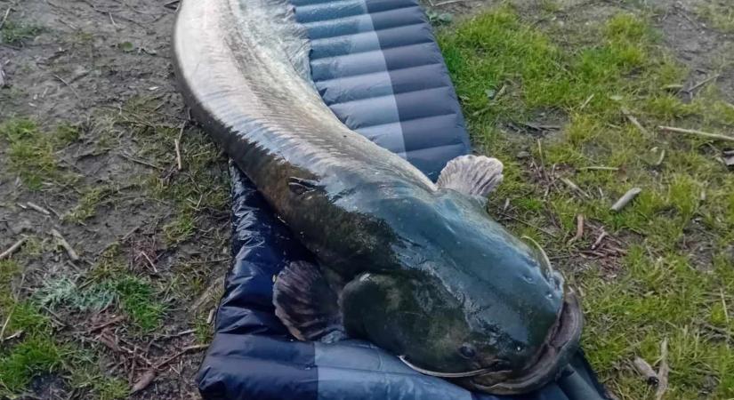 A Balaton veteránjai: a tó vize szó szerint nyugdíjasparadicsom