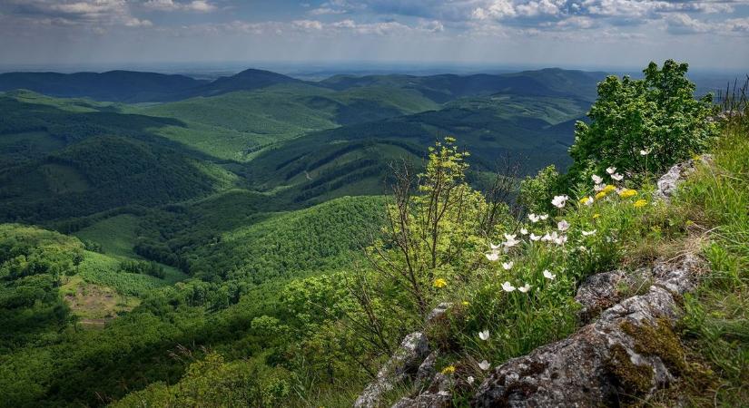 A Bükkben megtalálhatod az ország legdrágább orchideáját