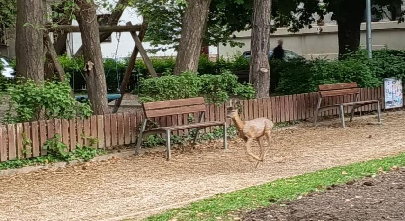 Kis Bambi ólálkodott a soproni Deák téren - fotók