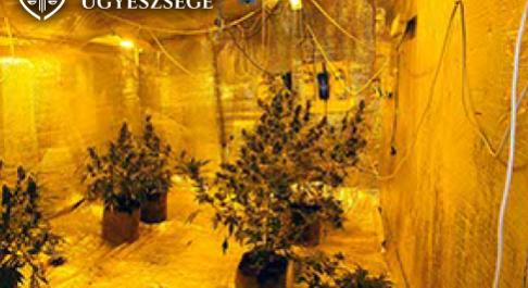Disznóólban termesztette a kannabiszt a díler, elképesztő dolgokat találtak a nyomozók a helyszínen - Fotók