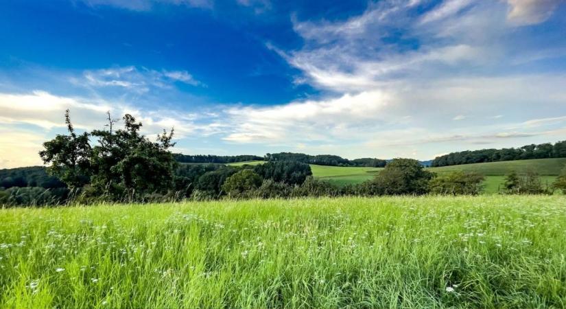Csak gaz, vagy a következő aszály elleni pajzs? Ezt gondold át, mielőtt beindítod a kaszát!