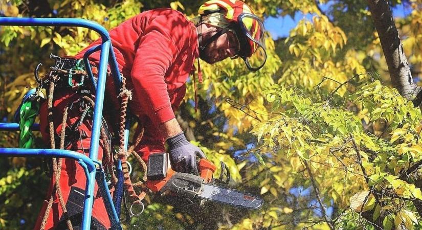 Felháborító: rokkant nyugdíjas házaspárnak küldtek 60 ezres számlát egy faág miatt