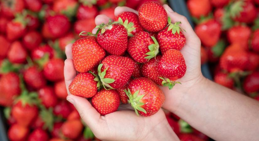Szamócába harap az egész város: drón örökíti meg a nagyszabású lajosmizsei rekordkísérletet