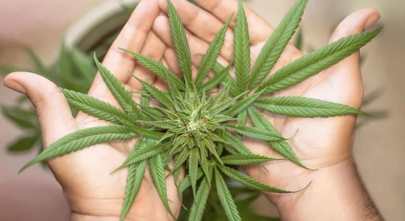 Sertésólból alakított ki profi kannabiszültetvényt
