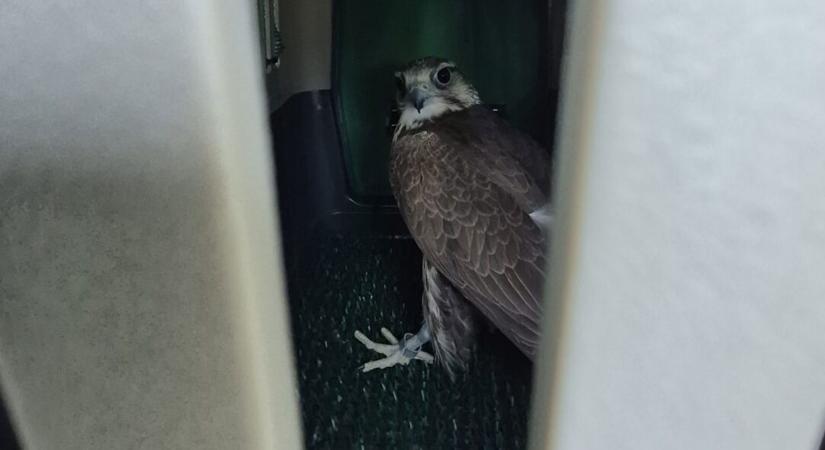 Hazatért Mónika, a Hortobágyon meglőtt kerecsensólyom