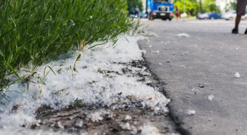 Nem is a nyárfaszösz okoz allergiát? Ezt eddig mindenki rosszul tudta!