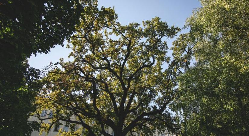 Nocsak, mit telepítenek Hajdú-Biharba! Nem hiszünk a szemünknek, ez egy új erdő? – fotókkal
