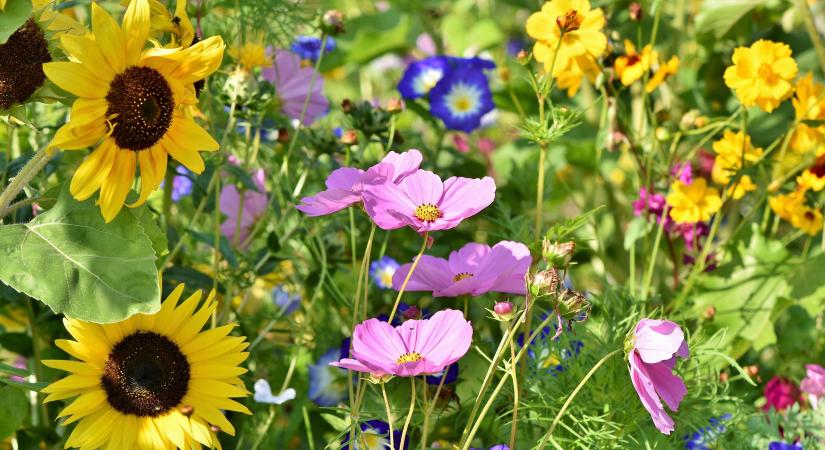 Gyepek a biodiverzitás és az éghajlati alkalmazkodás szolgálatában