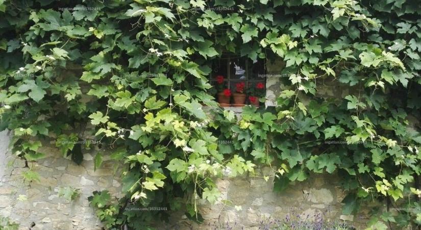 Kisvárosi romantika: több szuperolcsó és extrákkal felszerelt ház is eladó a Bakonyban (galéria)