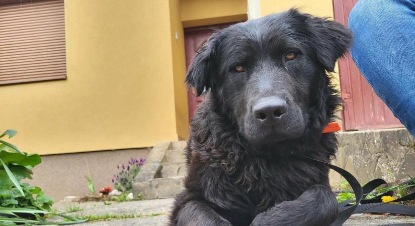 Boldog véget ért a hetek óta keresett sárgaszemű fekete kutyus története