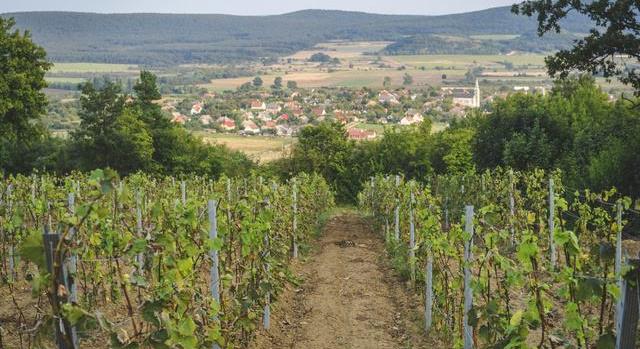 Újra lecsaphat a példátlan károkat okozó rovar: riadót fújt a Nébih