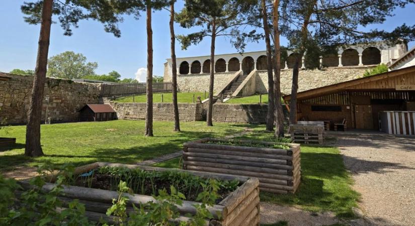 Pénznyelő lett a kerted? 7 ok, amiért a magaságyás hosszú távon veszteséges
