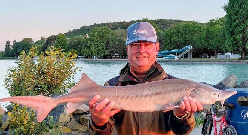 Hűha! Olyan hal akadt horogra a Balatonban, amit kevesen láttak eddig élőben