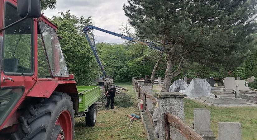 A falu költözött, a temető maradt, fákat vágtak ki a dénesfai sírkertben