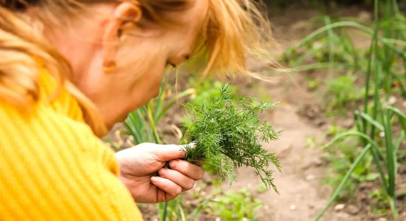 Satnya a kaprod? Így lesz végre illatos és dús